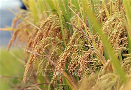 Gạo tuần hoàn theo xu hướng toàn cầu