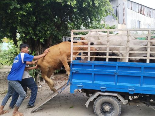 Công ty TNHH Liên doanh Antraco trao 20 con bò cho bà con Khmer