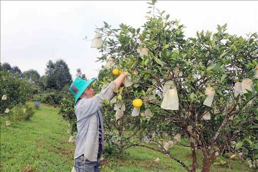 Thu nhập cao từ trồng cam đặc sản