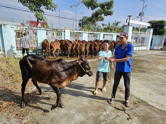 Hỗ trợ 30 con bò giống cho thanh niên Khmer xã Lê Trì