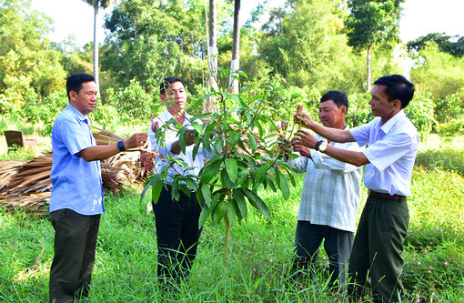 Kiểm tra kết quả công tác trồng cây phân tán năm 2023