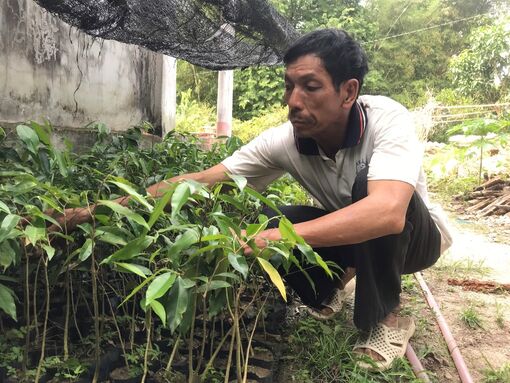 Trầm hương Bảy Núi