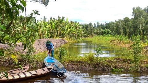 Cà Mau: Giữ thương hiệu cá đồng xứ U Minh