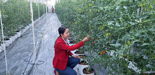 Ứng dụng công nghệ cao trong nông nghiệp huyện cù lao