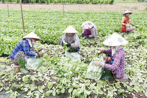 Châu Phú phát triển kinh tế - xã hội