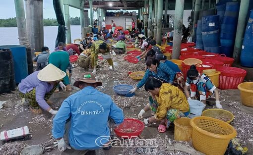 Cà Mau: Tết này bà con sẽ vui hơn