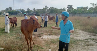 Thêm 21 hộ dân vùng đặc biệt khó khăn ở Tri Tôn được hỗ trợ bò giống