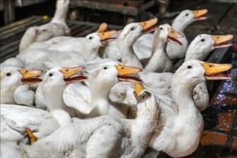 Pháp phát hiện ổ dịch cúm gia cầm độc lực cao tại trang trại nuôi vịt