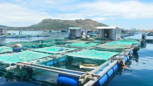 Ứng dụng công nghệ số trong nuôi trồng thủy sản