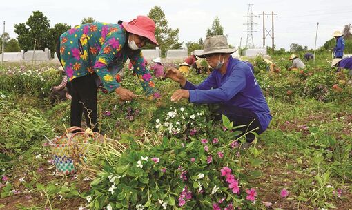 Tín đồ Phật giáo Hòa Hảo đóng góp an sinh xã hội