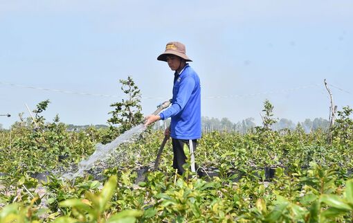 Mai dảo mùa Tết