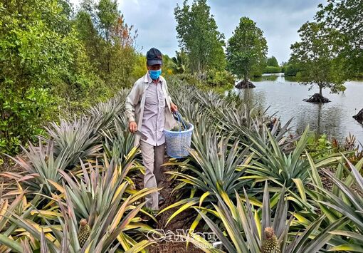 Cà Mau: Người cao tuổi sống hay, làm giỏi