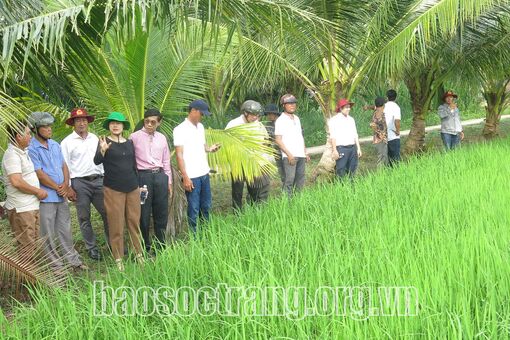 Sóc Trăng: Dự án VnSAT góp phần tăng thu nhập của nông dân trồng lúa