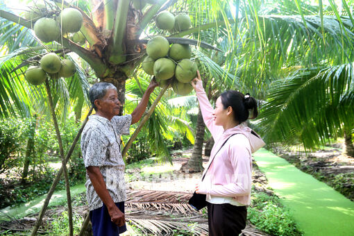 Trà Vinh: Giữ gìn giống dừa sáp đặc sản Cầu Kè