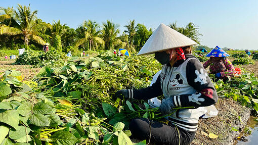 Nông dân xã Phú Xuân trúng mùa đậu nành rau