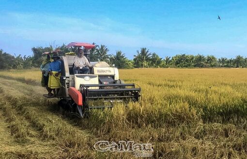 Cà Mau: Tích hợp đa giá trị, tăng hàm lượng khoa học