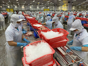 Trung quốc vẫn là thị trường lớn của cá tra Việt Nam