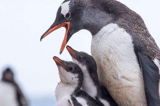 Phát hiện virus H5N1 trên xác chim cánh cụt ở Nam Cực