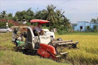 Thị trường nông sản: Nguồn cung tăng lên, giá lúa hạ nhiệt