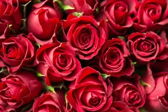 Ngày lễ Tình nhân Valentine: Thông điệp tình yêu của những loài hoa rực rỡ