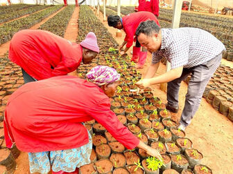 Tiến sĩ Việt trồng 'vàng xanh' ở châu Phi