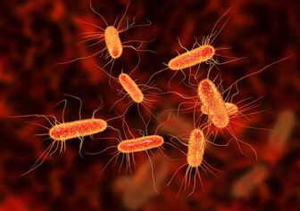 Mỹ cảnh báo nguy cơ nhiễm khuẩn E. coli từ phomai tươi