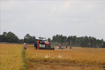 Giá lúa Đông Xuân xuống nhanh, nông dân giảm lãi
