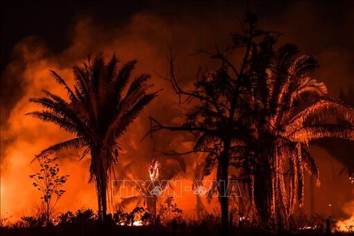 Rừng Amazon tại Brazil có số vụ cháy kỷ lục với gần 3.000 vụ trong tháng 2