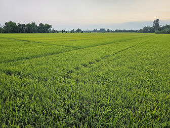 Đầu tư hạ tầng nông nghiệp cho các tỉnh trọng điểm về lúa, tôm