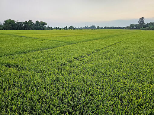 Đầu tư hạ tầng nông nghiệp cho các tỉnh trọng điểm về lúa, tôm