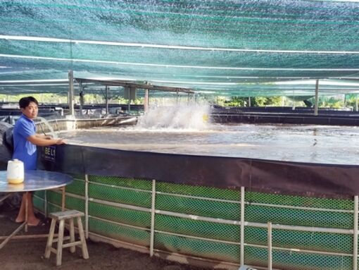 Vĩnh Long: Chăm sóc thủy sản mùa nắng nóng, nước nhiễm mặn