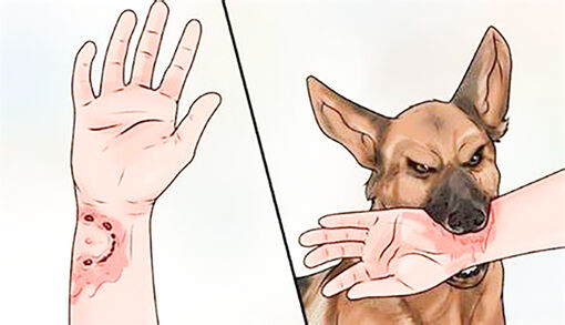 UBND tỉnh An Giang yêu cầu phòng, chống bệnh dại trên động vật