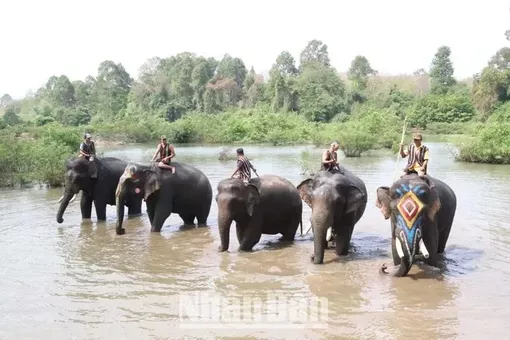 Du lịch thân thiện với voi