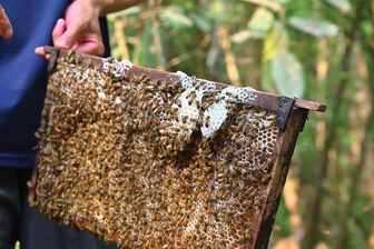 Nuôi ong rừng lấy mật