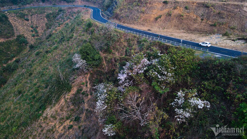 Đẹp mê mẩn mùa hoa ban nở trắng núi đồi, thời điểm lý tưởng du lịch Điện Biên