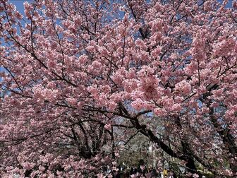 Thủ đô Tokyo tưng bừng đón mùa hoa anh đào