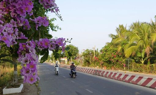 Khúc giao mùa của bằng lăng