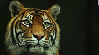 Indonesia: Phát hiện hổ Sumatra lang thang trên đường
