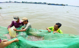 Mùa đánh lưới cá cơm trên dòng Mekong