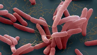 Phát hiện tài xế nhiễm vi khuẩn ăn thịt người tại Buôn Ma Thuột