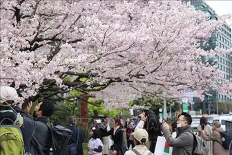 Tokyo mùa hoa anh đào rộ