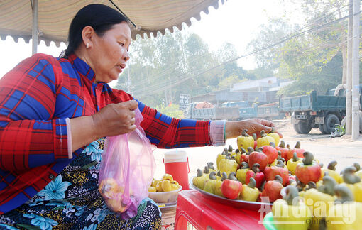 Về Bảy Núi ăn đào