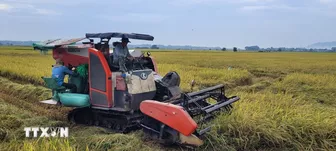 Giá lúa ở khu vực Đồng bằng sông Cửu Long tuần qua không có nhiều biến động