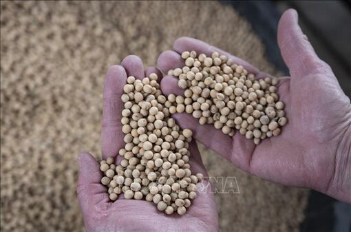 Những diễn biến mới nhất trên thị trường nông sản thế giới