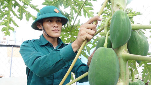 Vườn, ao, chuồng của lực lượng dân quân