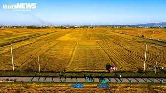 Ngắm 'mùa vàng' bình yên trên những cánh đồng lúa tại Bình Định