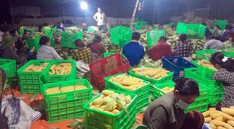 Nông dân Phú Xuân mong muốn được doanh nghiệp liên kết tiêu thụ bắp ngọt