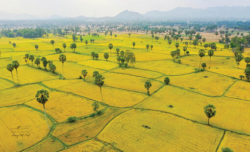 Ấn tượng đồng lúa An Giang