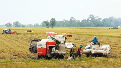 Giá gạo xuất khẩu của các nước duy trì ở mức ổn định