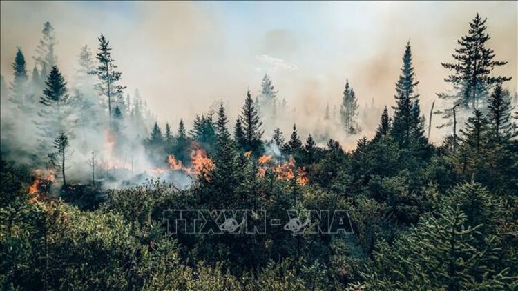 Cháy rừng bắt đầu bùng phát, Canada đối mặt với một mùa Hè rực lửa
